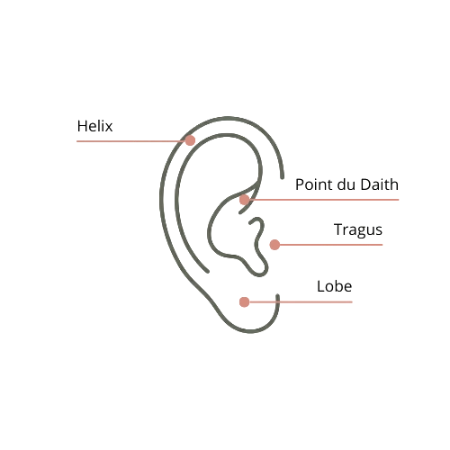 Schéma simplifié d'une oreille identifiant quatre zones de piercings : Helix, Point du Daith, Tragus et Lobe. Piercing daith titane