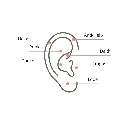 Schema de piercing oreille titane, identifiant sept emplacements communs de piercings : Helix, Rook, Conch, Anti-Helix, Daith, Tragus et Lobe.