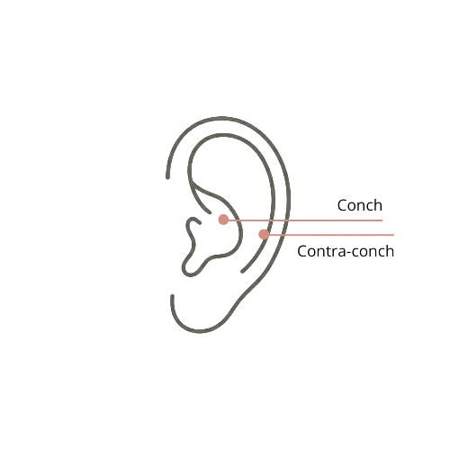Schéma de la page catégorie piercing conch titane montrant une oreille avec les emplacements pour piercings Conch et Outer-Conch (Contra-conch).