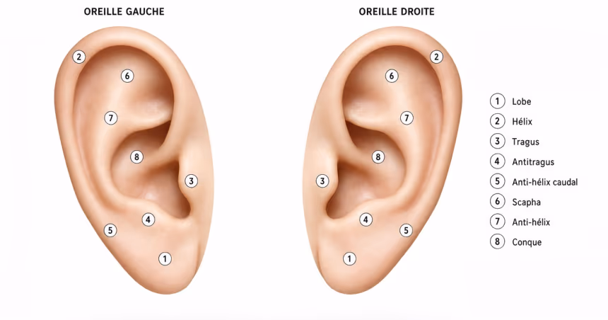 Schéma de l'ordre recommandé des piercings d'oreille, du lobe à l'industriel