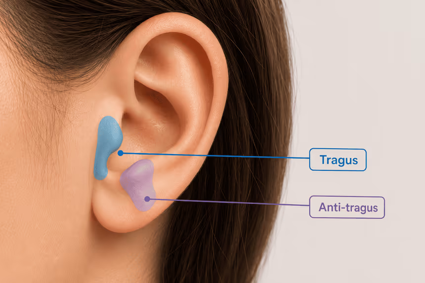Schéma du tragus et de l'anti-tragus sur l'oreille