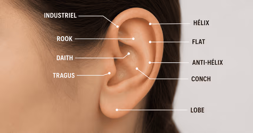 Schéma des zones de piercing de l'oreille : lobe, hélix, tragus, daith, conch, rook, industriel